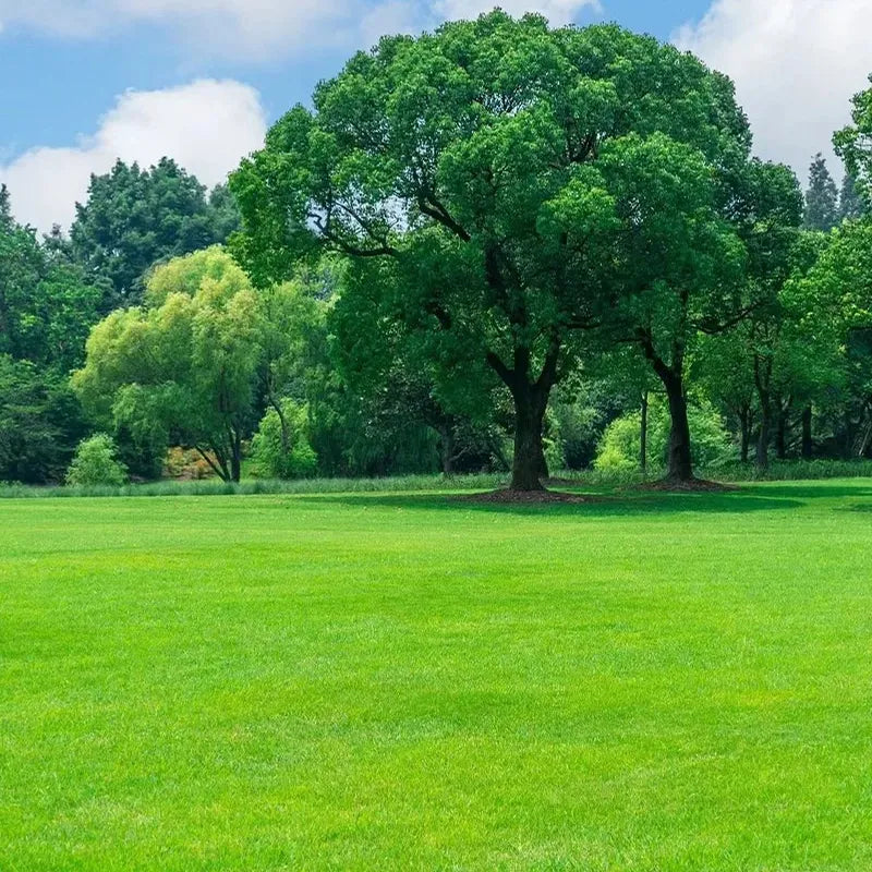 Premium Dwarf Lawn Grass Seeds YT