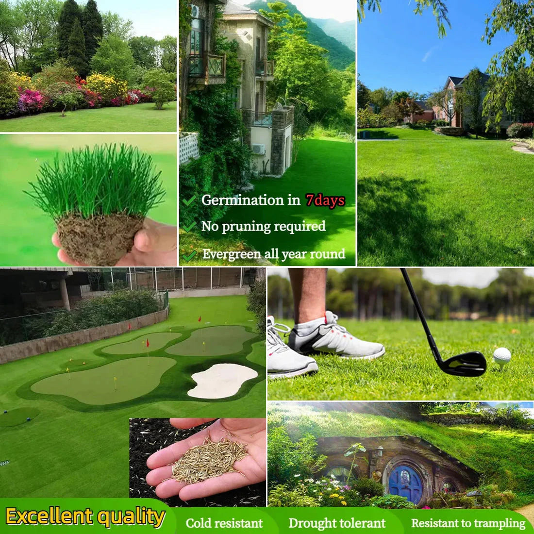Premium Dwarf Lawn Grass Seeds YT
